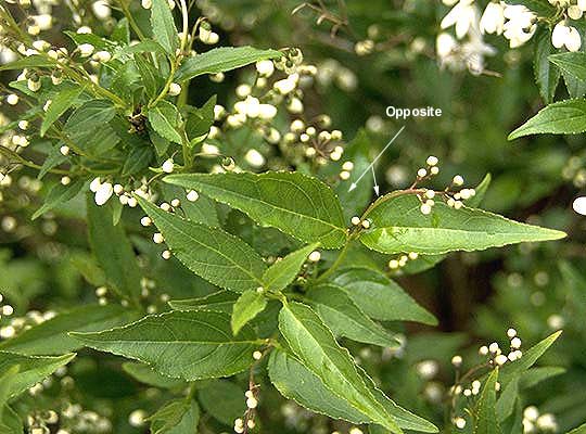 Deutzia Gracilis (Slender Deutzia)
