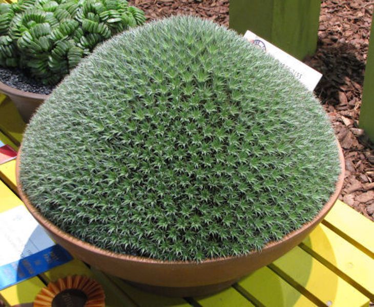 Deuterocohnia Brevifolia (Mounding Bromeliad)