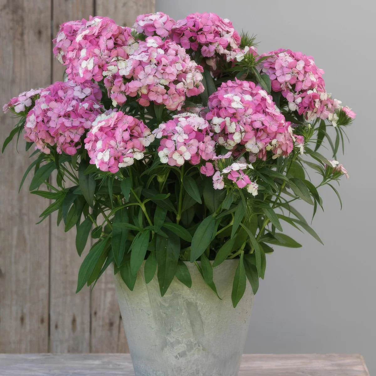 Dianthus ‘Dart Pink Magician’ (Pink Magician Dianthus)
