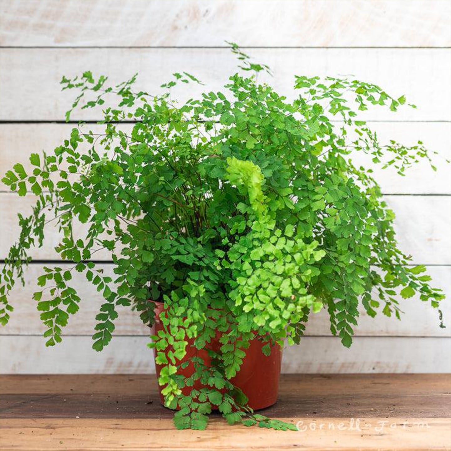 Adiantum Fragrantissimum (Fragrant Maidenhair Fern)