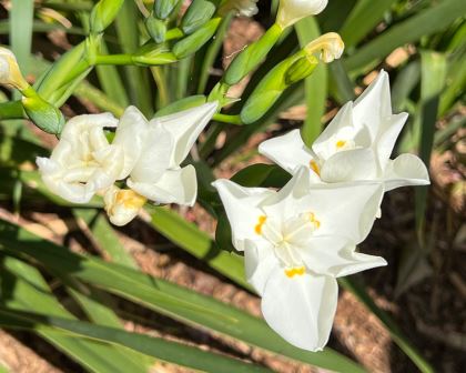 Dietes Robinsoniana (Robinson's Wild Iris)