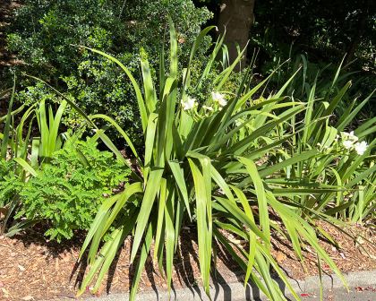 Dietes Robinsoniana (Robinson's Wild Iris)