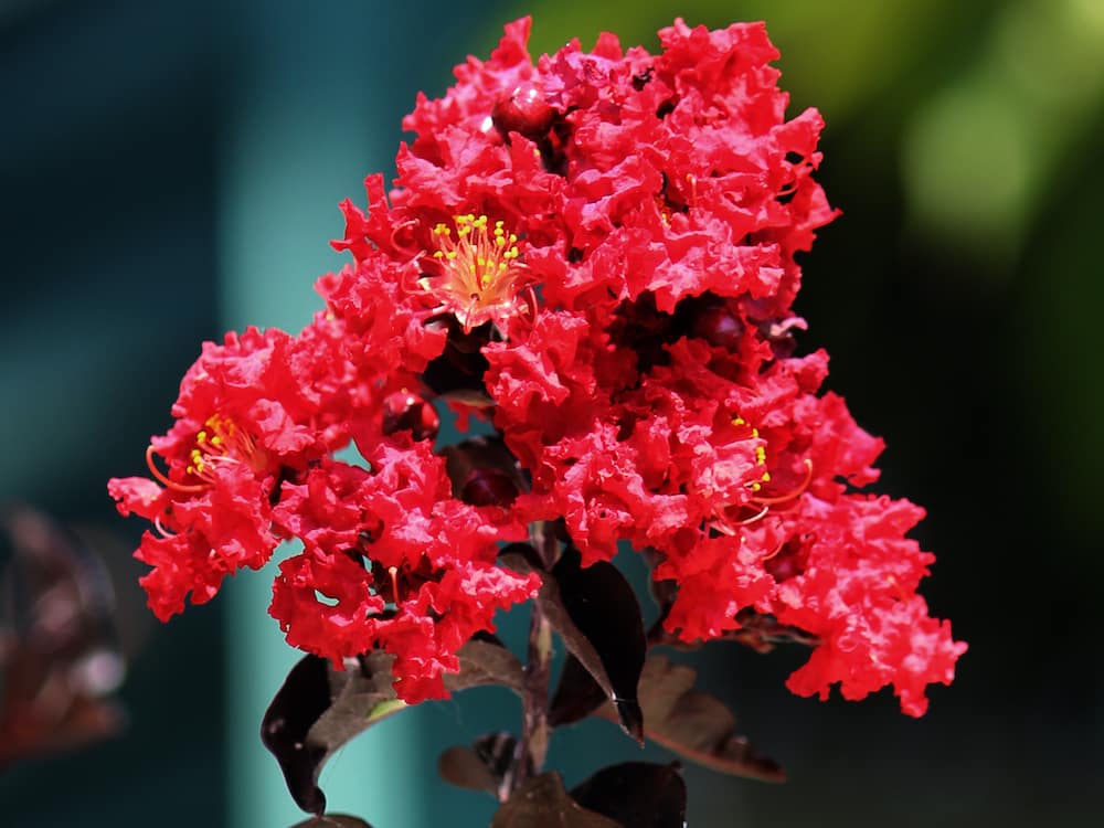 Lagerstroemia Indica ‘Crimson Red’ (Diamonds In The Dark Crimson Red Crepe Myrtle)