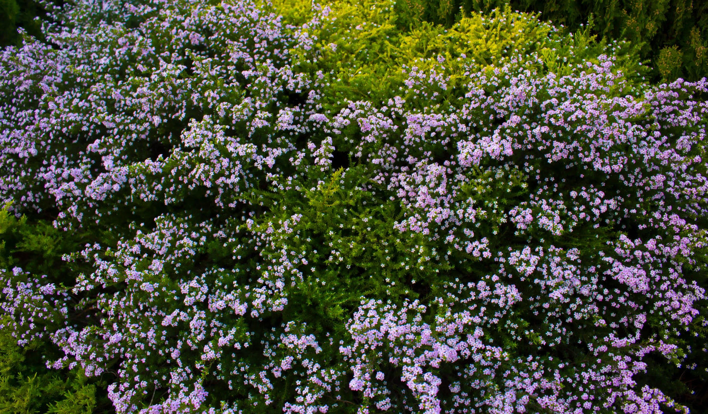 Coleonema Pulchellum 'Pink' (Pink Diosma)