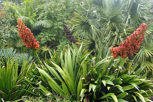 Doryanthes Palmeri (Palm Lily)