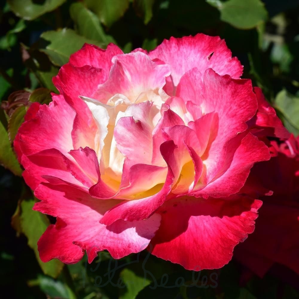 Rosa 'Double Delight' (Double Delight Standard Rose)