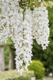 Wisteria Sinensis ‘Alba’ (White Chinese Wisteria)