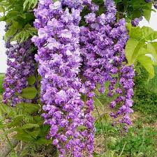 Wisteria Floribunda ‘Violacea Plena’ (Japanese Wisteria)