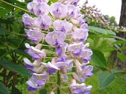 Wisteria Macrostachya ‘Bayou 2 O’Clock’ (Kentucky Wisteria)