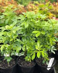 Buxus Bodinieri (Shaggy Box)