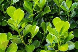Buxus microphylla japonica (Japanese Box Topiary Balls)