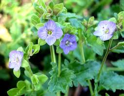 Veronica Plebeia (Trailing Speedwell / Creeping Speedwell)
