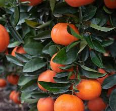 Citrus Reticulata ‘Ellendale’ (Mandarin) Grafted