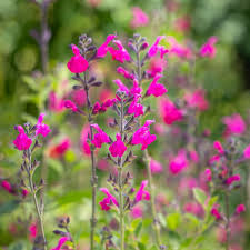 Salvia Microphylla ‘Purple Passion’ (Baby Sage)
