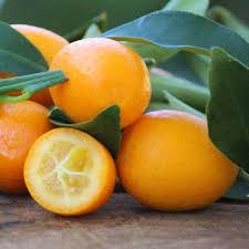 Citrus Japonica ‘Nagami’ (Kumquat)