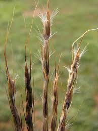 Bothriochloa Macra (Red Grass)