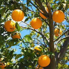 Citrus Sinensis ‘Lanes Late’ (Orange)