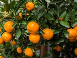Citrus Reticulata ‘Emperor Dwarf’ (Mandarin Emperor Dwarf) Grafted