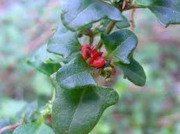Einadia hastata (Hastate Saltbush)