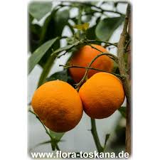 Citrus Aurantium ‘Seville Appleby’ (Orange) Grafted