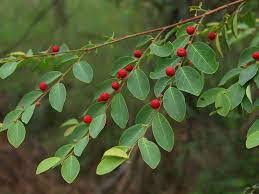 Breynia Oblongifolia (Coffee Bush)