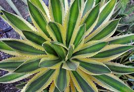 Agave Univittata ‘Quadricolor’ (Century Plant)