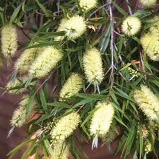 Callistemon Salignus (Willow Bottlebrush)
