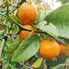 Citrus X. Limon ‘Rangpur’ (Mandarin Lime) Grafted
