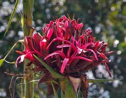 Doryanthes Excelsa (Gymea Lily)