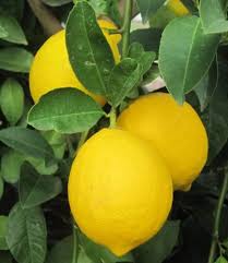 Citrus Limon ‘Eureka Seedless’ (Lemon)