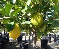 Citrus Limon ‘Lisbon’ (Lemon)