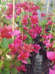 Bougainvillea Glabra ‘Klong Fire’ (Bougainvillea)