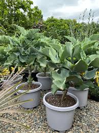 Kalanchoe Beharensis (Oakleaf)