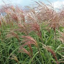 Miscanthus Oligostachyus ‘Eileen Quinn’ ( Maiden Grass )