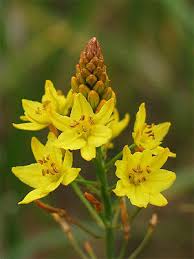 Bulbine bulbosa (Bulbine Lily / Golden Lily)