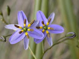Dianella revoluta (Blue Flax Lily)