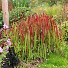 Imperata Cylindrica Rubra (Japanese Blood Grass)