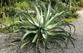 Agave vilmoriniana (Octopus Agave)