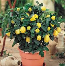 Citrus Limon ‘Meyer’ (Lemon Meyer Dwarf)