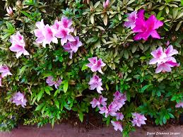 Rhododendron Simsii (Azalea Indica Alphonse Anderson)