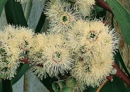 Eucalyptus Haemastoma (Scribbly Gum)