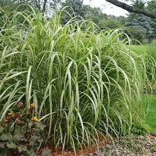 Miscanthus Sinensis ‘Cabaret’