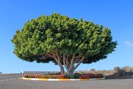 Ficus Microcarpa ‘Hillii’ Pleached (Indian Laurel Fig)