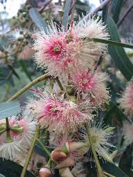 Eucalyptus Tereticornis (Forest Red Gum) CLEARANCE