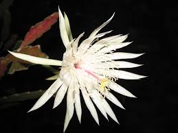 Epiphyllum Oxypetalum (Night Blooming Cereus / Dutchmans Pipe)