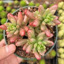 Sedum Rubrotinctum ‘Aurora’ (Pink Jellybeans)