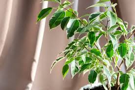Ficus Benjamina ‘Exotica’ (Weeping Fig)