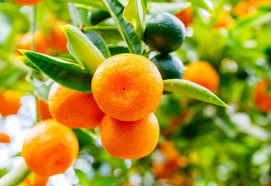 Citrus X. Microcarpa (Calamansi Dwarf)