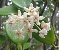Hoya Australis (Wax Vine)