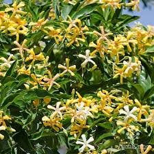 Hymenosporum Flavum (Native Frangipani)
